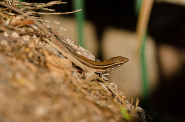 Juvenile Boettger's lizard Gallotia caesaris gomerae. Vallehermoso. La Gomera. Canary Islands. Spain.