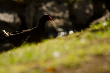 Eurasian common moorhen Gallinula chloropus chloropus. Vallehermoso. La Gomera. Canary Islands. Spain.