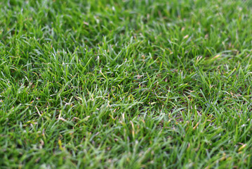 Spring. Bright juicy grass. Lawn