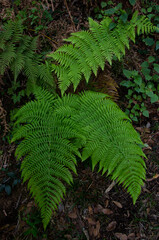 Fern Dryopteris oligodonta. Garajonay National Park. La Gomera. Canary Islands. Spain.
