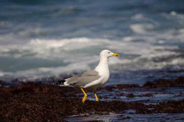 Obraz premium Yellow-legged gull Larus michahellis atlantis. Los Dos Roques. Galdar. Gran Canaria. Canary Islands. Spain.