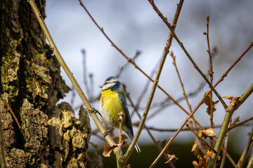 A colorful bird perches elegantly on branches, set against a textured tree backdrop in a serene environment