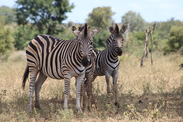 Zebras in the shade