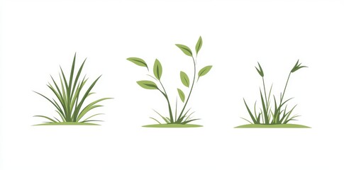 Fototapeta premium A grass or bush isolated against a white background
