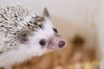 右向きのハリネズミの顔のアップ