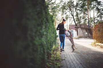 Obraz premium A person in jeans and black sneakers is training a greyhound dog on a forest path. The dog is sitting attentively, looking up at the person who is holding a treat.