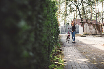 Obraz premium A woman walking her dog along a tree-lined path. Perfect connection with dog and the owner. She wears a black long-sleeve shirt and blue jeans, with a ponytail. The dog is on a leash, and the scene is