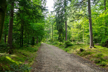 the main Sudetes trail leading to Sniezka