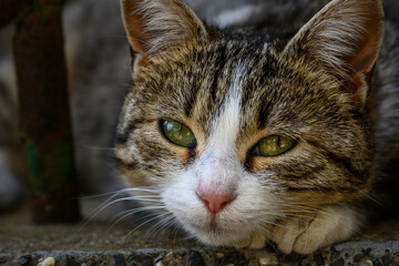 close up of a cat