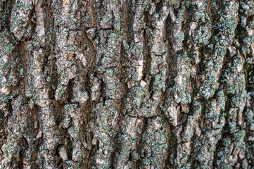 bark of a tree