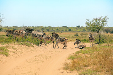 Zebras roaming freely in a serene Botswana national park under a clear blue sky