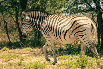 A zebra grazes in the serene landscapes of a national park in Botswana during a bright sunny day