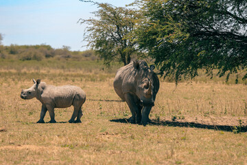 Naklejka premium A mother rhinoceros and her calf roam freely in the serene landscape of Botswana's national park during a sunny day