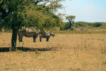 Naklejka premium White rhinos grazing in a lush national park landscape in Botswana under a clear blue sky