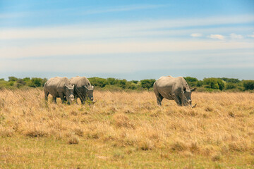 Fototapeta premium Two white rhinos grazing in the grasslands of Botswana's national park on a sunny afternoon
