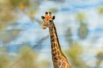 Giraffe gracefully browses in the serene landscape of Botswana's national park during a bright day