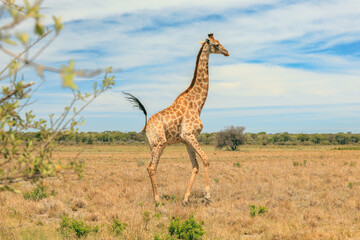 A majestic giraffe walks gracefully across the golden grasslands of a Botswana national park under a bright blue sky