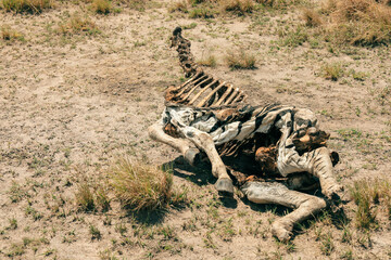 A decaying giraffe carcass discovered in Botswana's national park, illustrating the harsh realities of wildlife