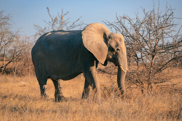 Fototapeta premium Wild elephant grazing in national park landscape in Botswana at golden hour