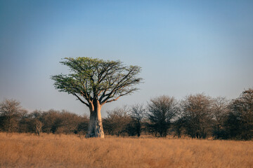 A majestic baobab tree stands tall amidst the dry savannah landscape of Botswana's national park during a clear blue day