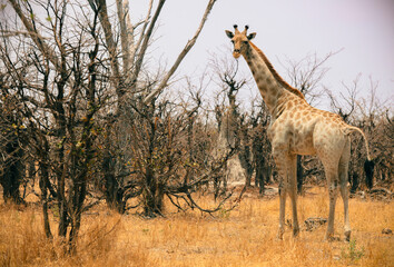 Giraffe foraging amidst dry brush in Botswana's national park during the warm afternoon sunlight