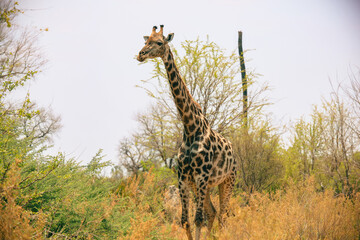 A majestic giraffe gracefully wanders through the vibrant savanna of Botswana's national park during a warm afternoon