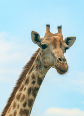 A giraffe stands tall against the clear sky in a national park in Botswana, showcasing its unique patterns and graceful stature