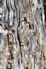 White mulberry bark detail