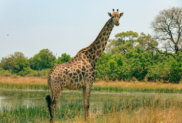 A solitary giraffe explores the lush wetlands in Botswana's stunning national park during a sunny afternoon