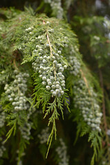 False cypress branch with fruit
