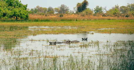 Hippos swimming in a tranquil lagoon at a national park in Botswana during the dry season