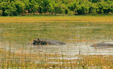 Hippos wade through shallow waters in a national park in Botswana during a sunny day