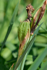 Siberian iris See Ya Later seed pod
