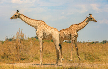 Giraffes grazing in Botswana's national park during a sunny afternoon, showcasing their majestic height and unique patterns