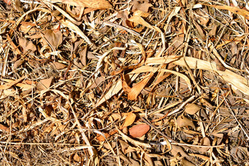 Detail of dry grass and leaves on the ground in summer