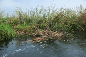 Exploring the serene wetlands of Botswana's national park teeming with wildlife and vibrant vegetation
