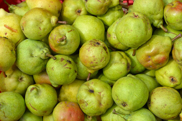 Detail of a pile of freshly picked pears