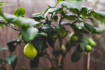 lemon tree with green unripe lemons in white pot outdoor, mediterranean look