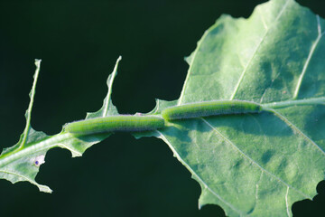 Small white, Small cabbage white caterpillars Pieris rapae syn. Artogeia rapae eating the leaf....