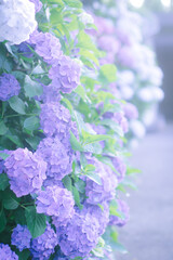 紫陽花
