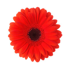 A single red gerbera daisy