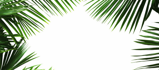Obraz premium Isolated palm leaves on a white background, with a green tropical leaf border frame and copy space for text and design.
