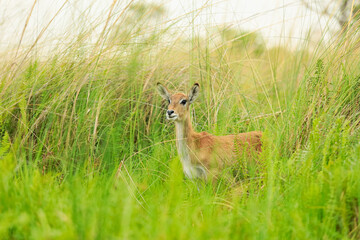 A tranquil moment with an impala in Botswana's national park amidst the lush green grasslands at sunset
