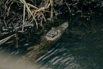 Crocodile swimming in serene waters of national park in Botswana during daylight hours