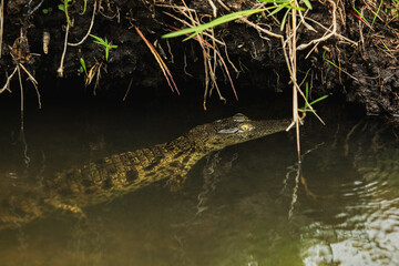 A crocodile glides silently through the waters of Botswana's national park during the tranquil early morning hours