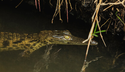 Crocodile lurking in shallow waters of national park in Botswana during golden hour