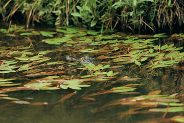 A tranquil moment in a Botswana national park with lily pads and wildlife near the water's edge