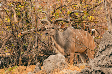 Kudu bull grazing in the serene wilderness of Botswana's national park during the golden hour
