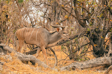 Kudu walking through dry brush in Botswana's national park during the golden hour of late afternoon
