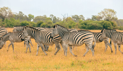 Zebras grazing on golden grass in a Botswana national park during a tranquil afternoon
